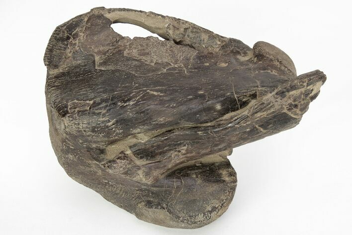 Fossil Mosasaur Quadrate (Jaw Bone) - Kansas #217299